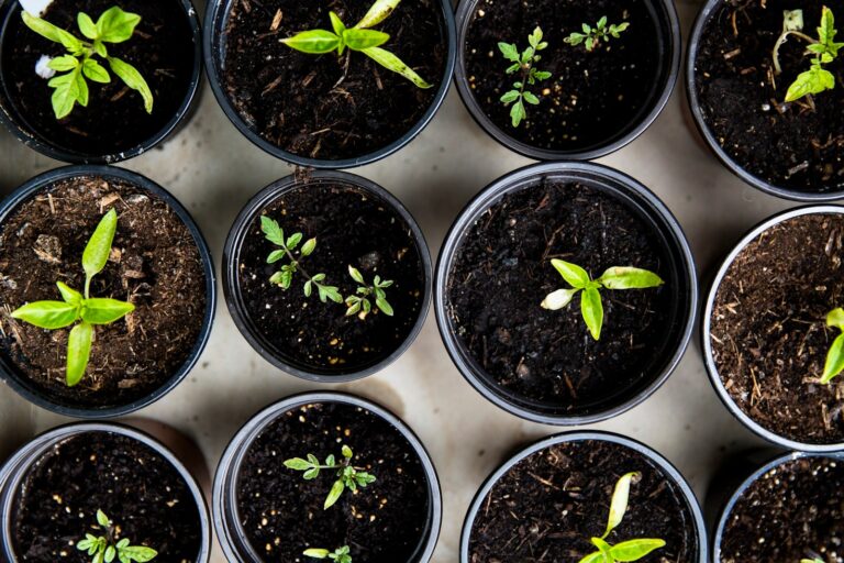 Dicas de Jardinagem Sustentável para o Seu Dia a Dia