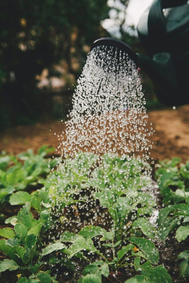 Erros Comuns na Jardinagem e Como Evitá-los