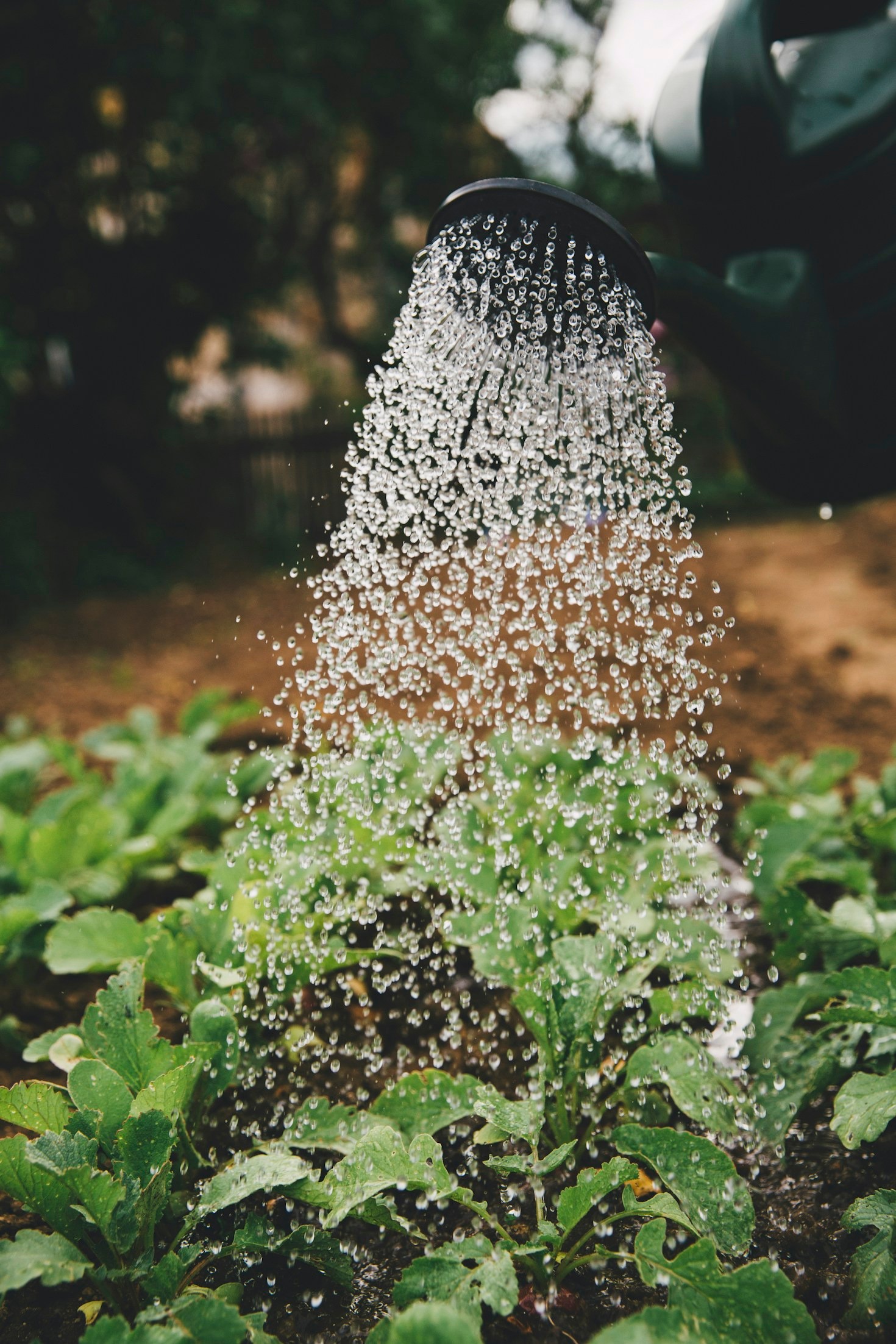 Erros Comuns na Jardinagem e Como Evitá-los